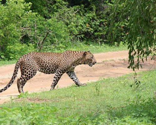 Serenity Lake Resort Yala تيساماهاراما المظهر الخارجي الصورة