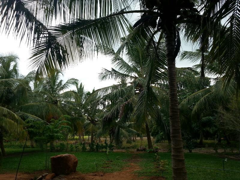 Serenity Lake Resort Yala تيساماهاراما المظهر الخارجي الصورة